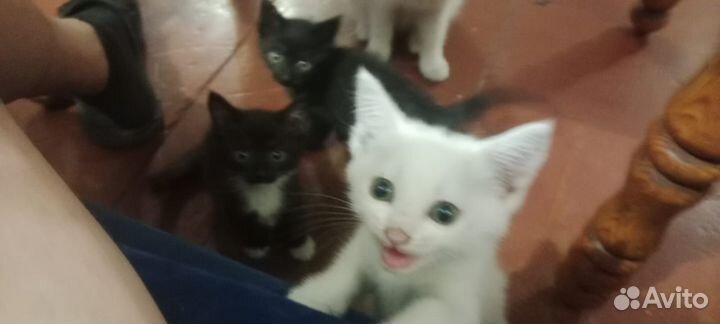 Котики