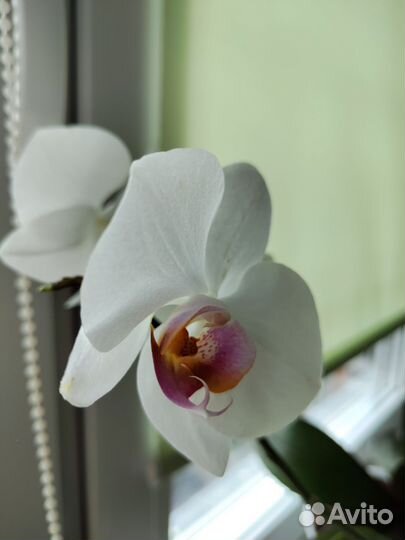 Орхидея дендробиум