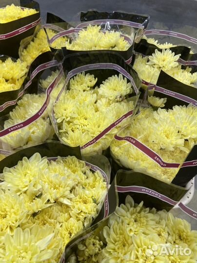 Хризантема кустовая