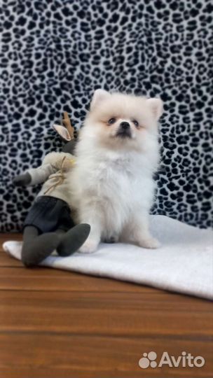 Щенки шпица