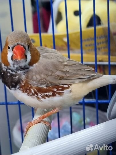 Амадины зебровые