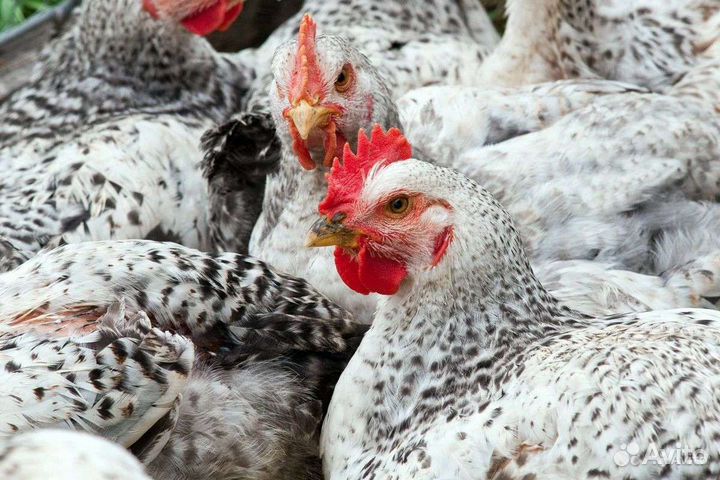 Мастер грей, гриз-бар,рэд-бро,голошейка сут. цыпы