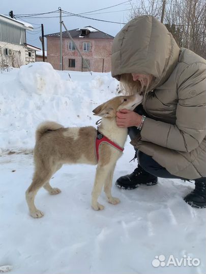 Щенок в добрые руки