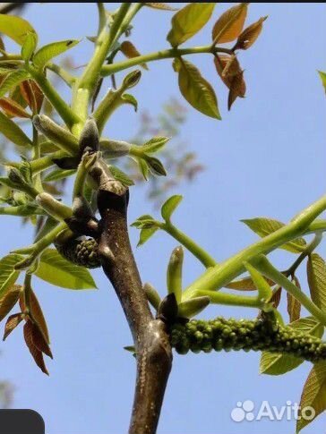 Ветки для настоя с личного сада