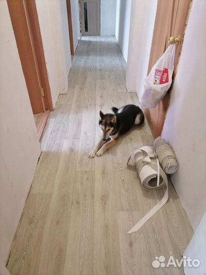 Собака в добрые руки отдам бесплатно