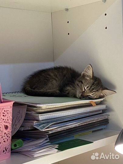 Котенок бесплатно