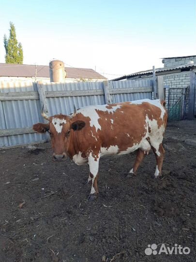 Продам коров