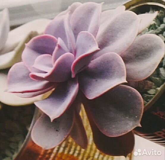 Суккуленты Жемчужина Нюрнберга