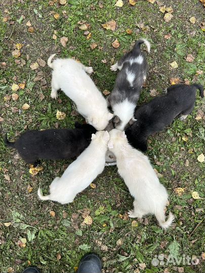 Щенки лайки