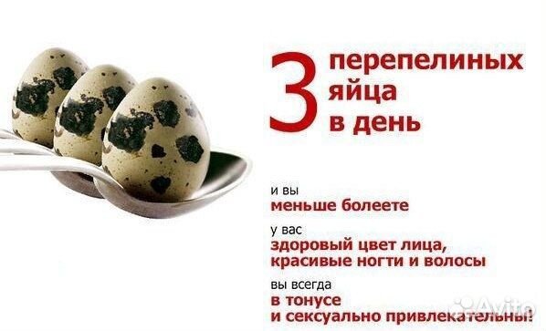 Яйца перепелиные и перепела