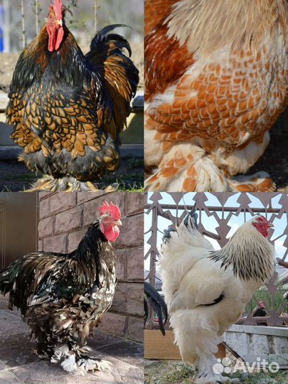 Инкубационное яйцо элитных пород