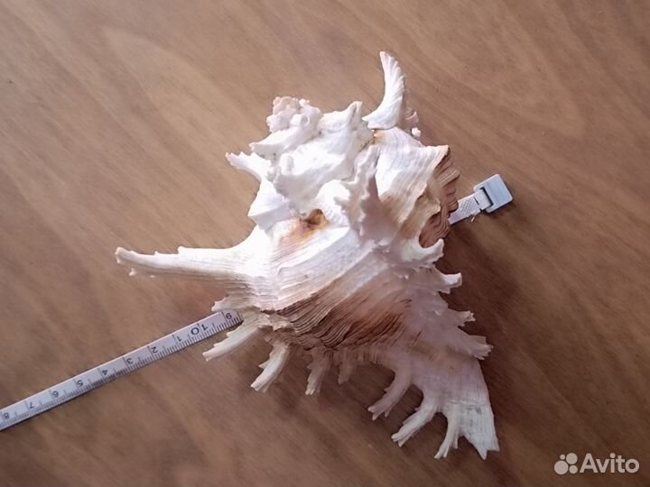 Ракушки мурекс