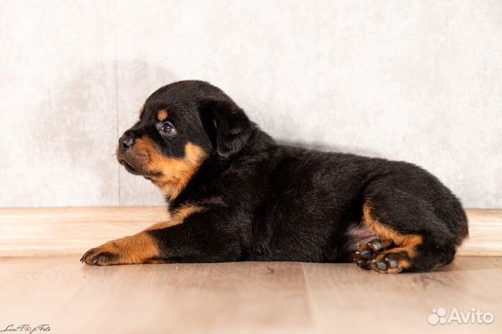 Щенки ротвейлера