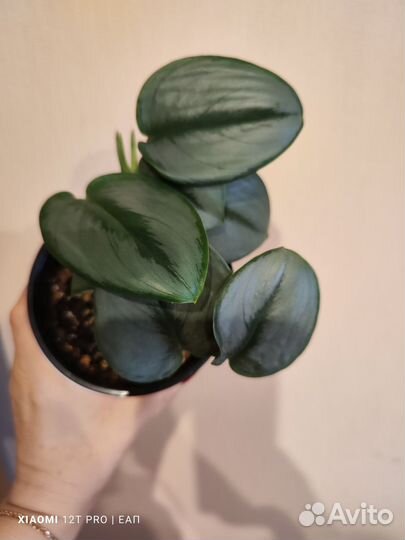 Эпипремнумы и сциндапсусы