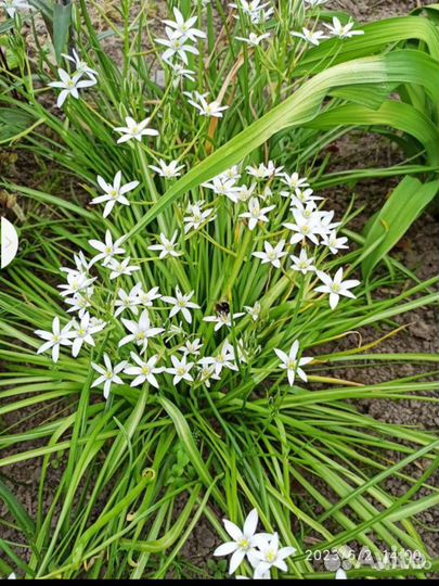 Птицемлечник