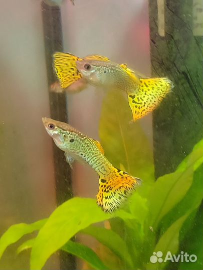 Очень красивые рыбки(породы разные)