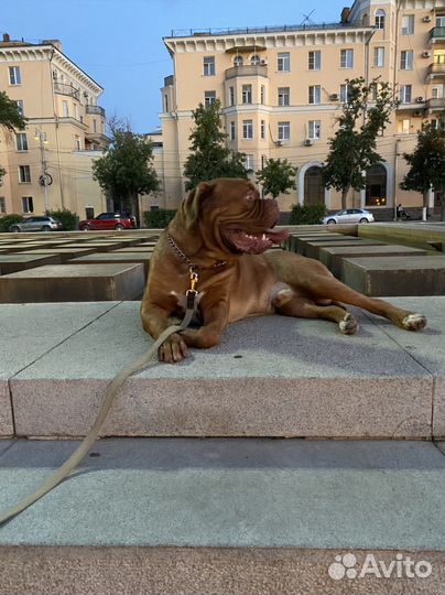 Бордоский дог вязка