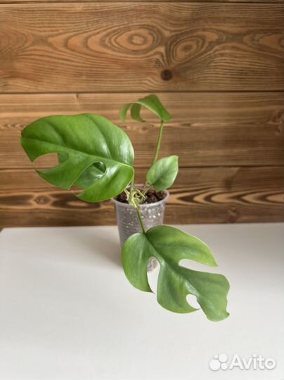 Рафидора тетрасперма