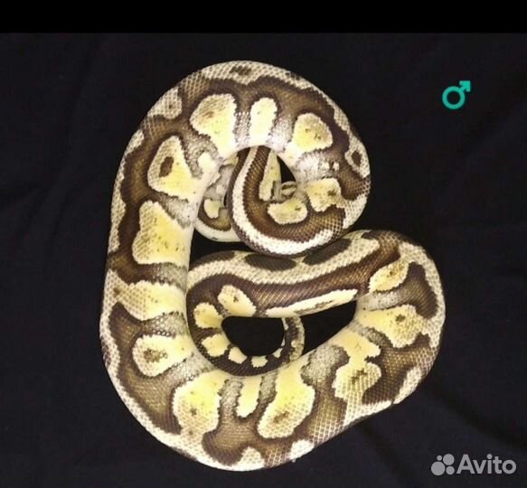 Рептилии, змея, маисовый полоз, техасский полоз