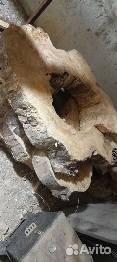 Поперечные спилы тополя пустотелые внутри