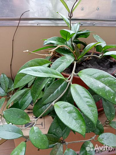 Фикус бенджамина пестролистный