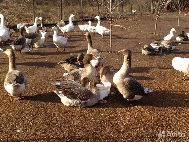 Гуси, утки, бройлеры индейка с Частного Подворья