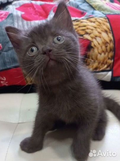 Шотландские котята