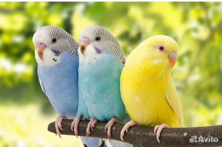 Птенцы волнистики