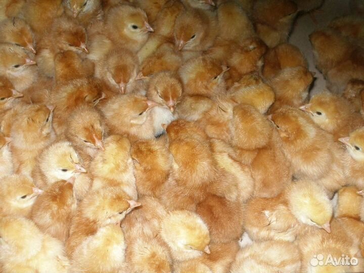 Цыплята Loman braun