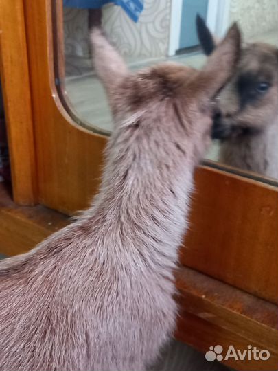 Чешские козы, козлята