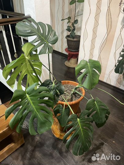 Продам Монстера