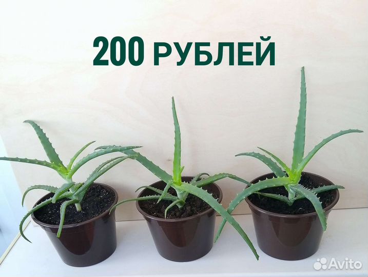 Алоэ древовидный (столетник). Розммарин