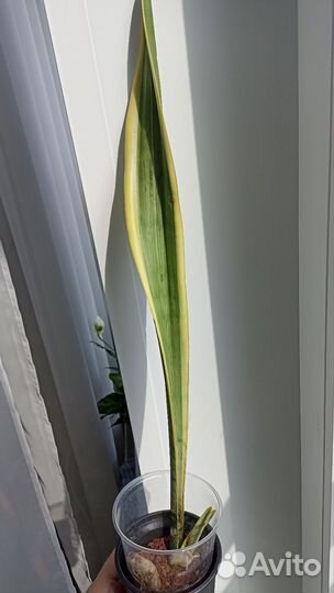 Сансевиерии