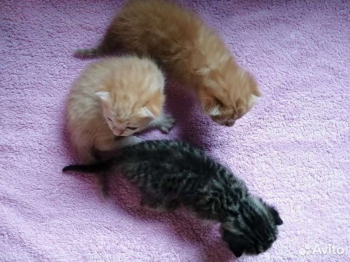 Котята в добрые руки