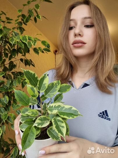 Фикус бенджамина