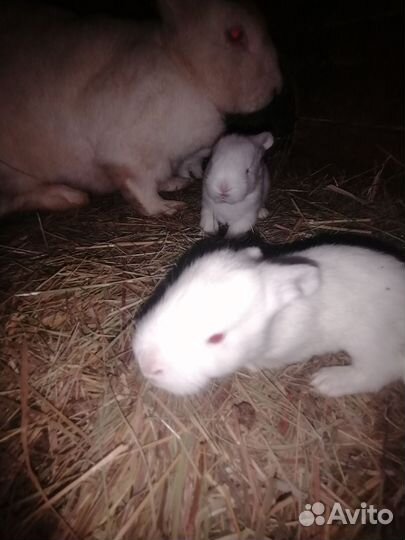 Кролики Белый Паннон