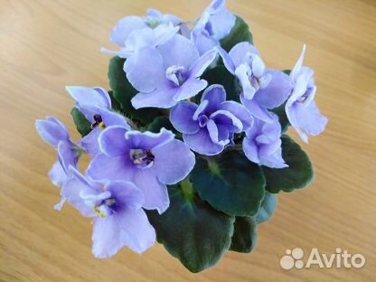 Сортовые фиалки мини/полумини