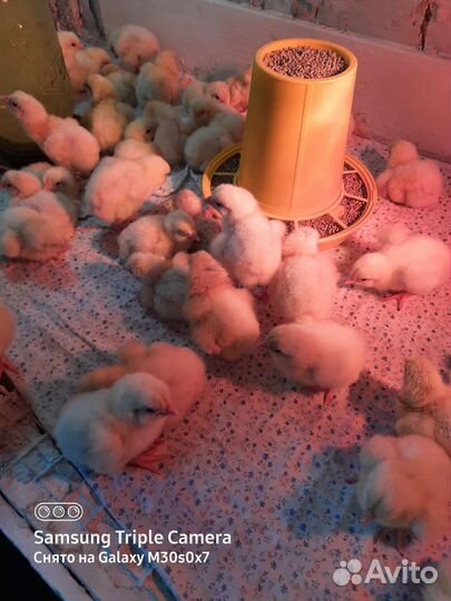 Бройлеры кобб 500 из импортного яйца