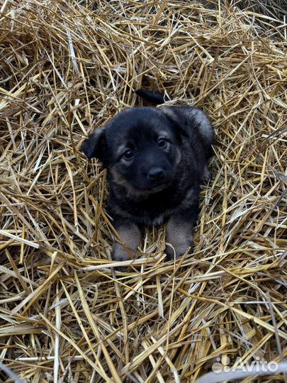 Щенок в добрые руки