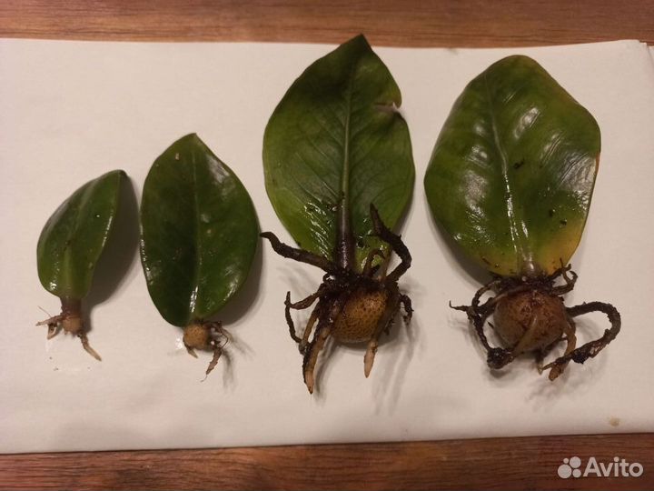 Замиокулькас зензи