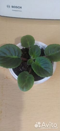 Фиалка детка