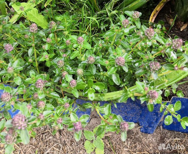 Чабрец многолетний