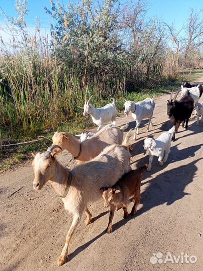 Козы козлята