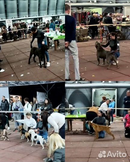 Хендлер, Инструктор по вязке, дрессировка