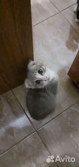 Шотландская