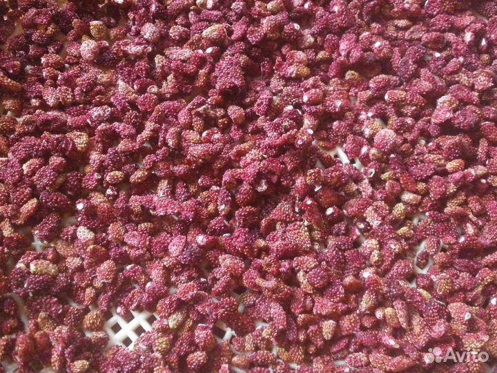 Сушеная ягода 2023