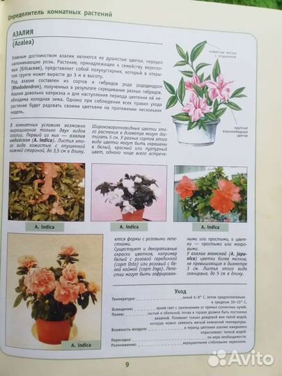 Комнатные растения цветы. Справочник