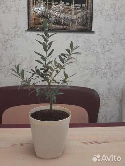 Оливковое дерево