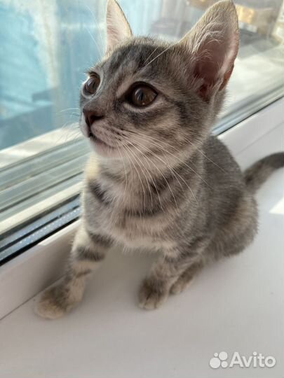 Отдам котенка