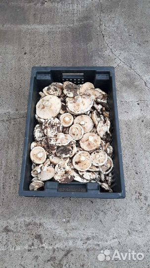 Грузди грибочки супер